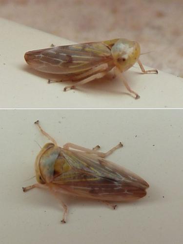 Réf. 222 725 : Populicerus sp.